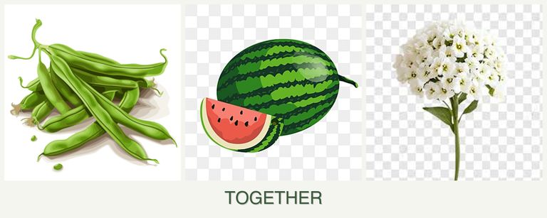 Can you plant beans, melons and alyssum together?