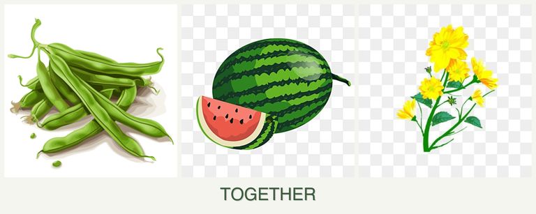 Can you plant beans, melons and calendula together?