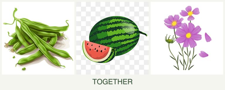 Can you plant beans, melons and cosmos together?