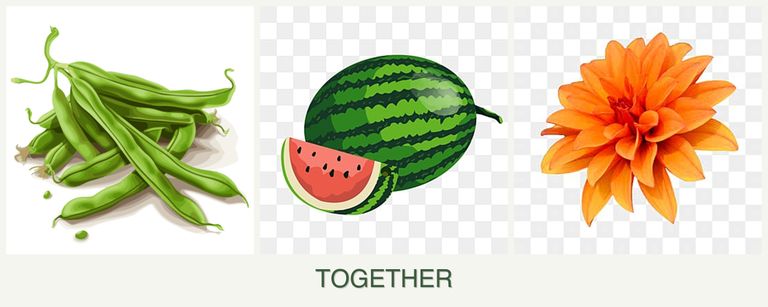 Can you plant beans, melons and dahlias together?