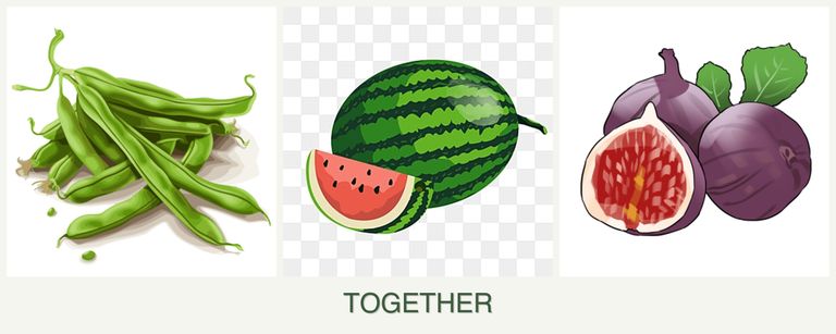 Can you plant beans, melons and figs together?