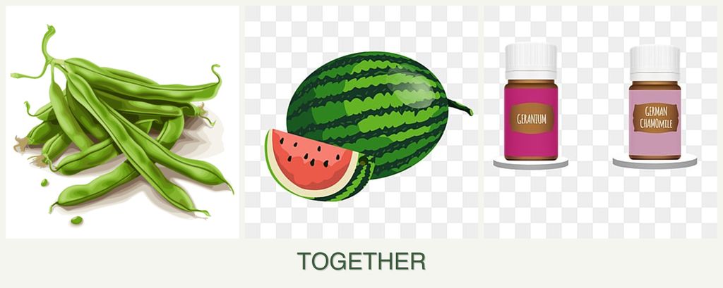 Can you plant beans, melons and geraniums together?