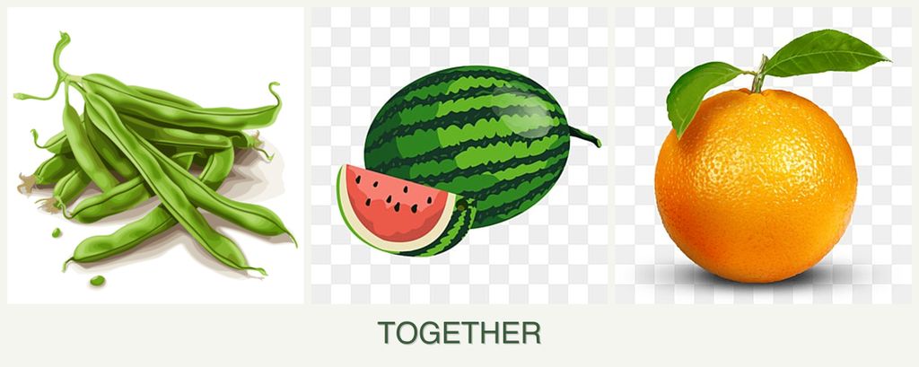 Can you plant beans, melons and oranges together?