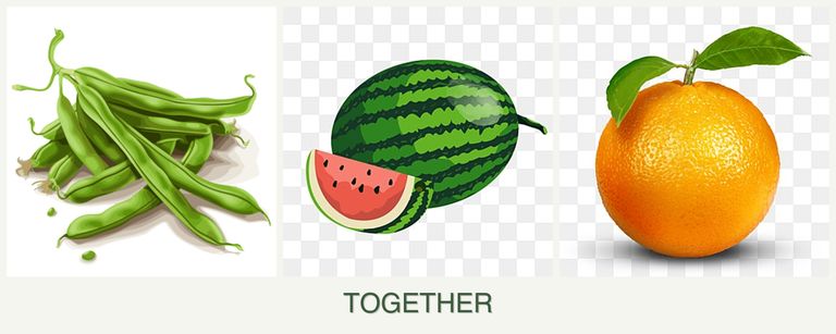 Can you plant beans, melons and oranges together?