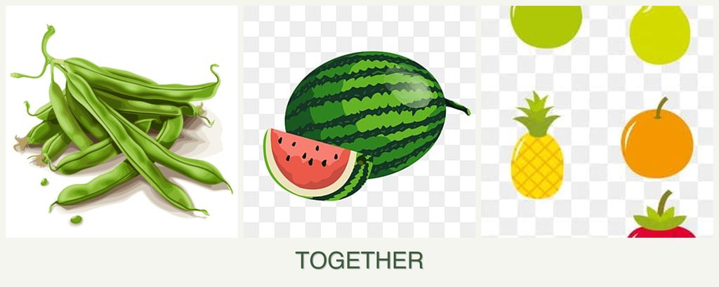 Can you plant beans, melons and pears together?