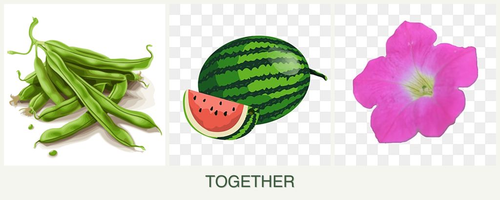 Can you plant beans, melons and petunias together?