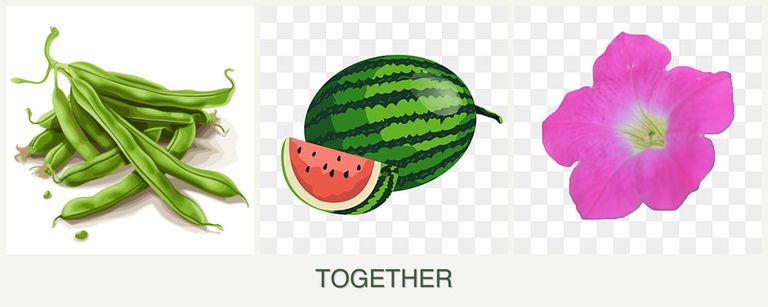 Can you plant beans, melons and petunias together?
