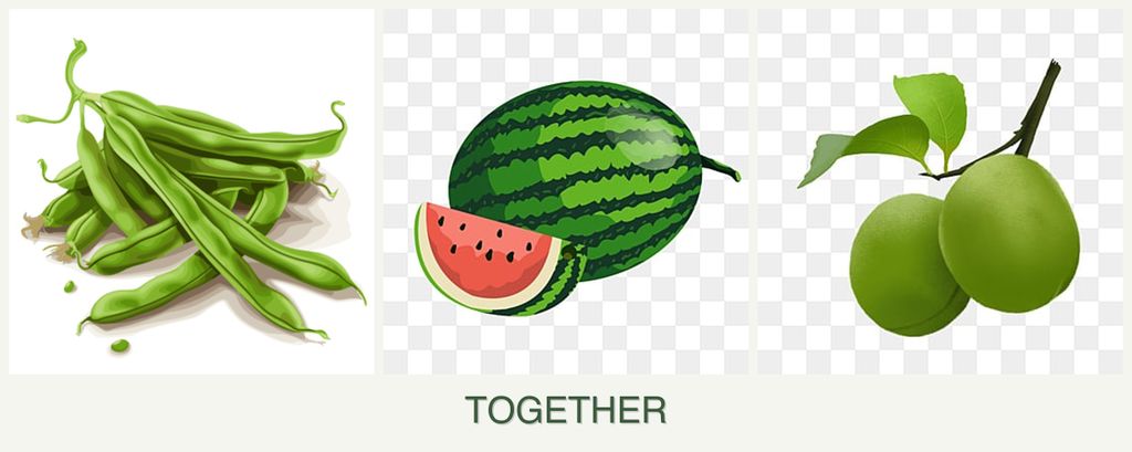 Can you plant beans, melons and plums together?