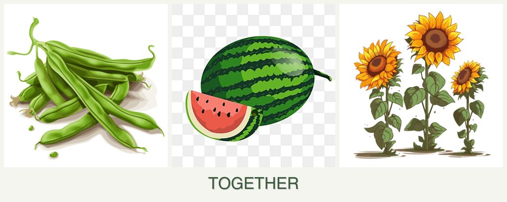 Can you plant beans, melons and sunflowers together?