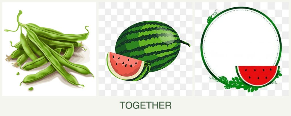 Can you plant beans, melons and watermelons together?