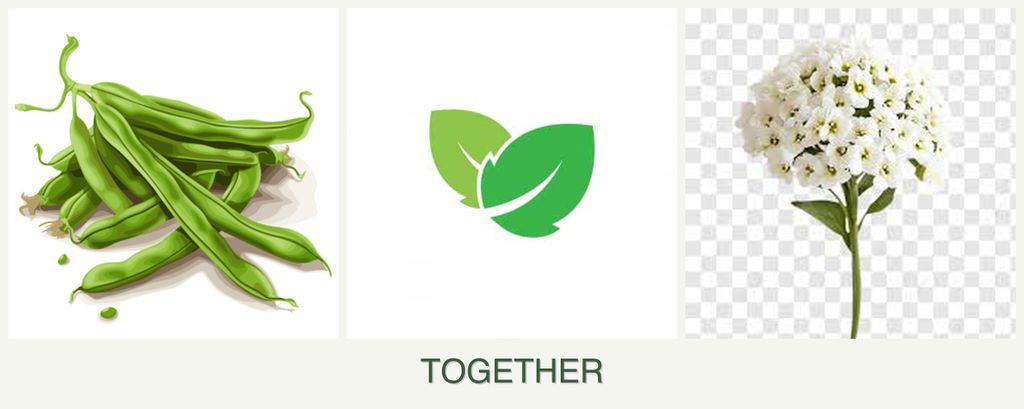 Can you plant beans, mint and alyssum together?