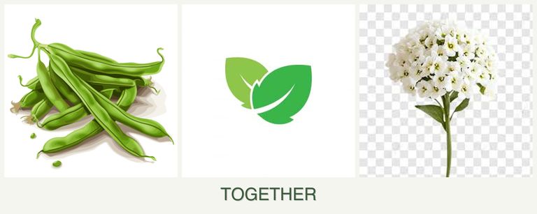 Can you plant beans, mint and alyssum together?