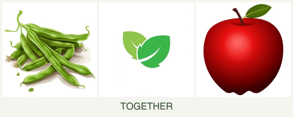 Can you plant beans, mint and apples together?