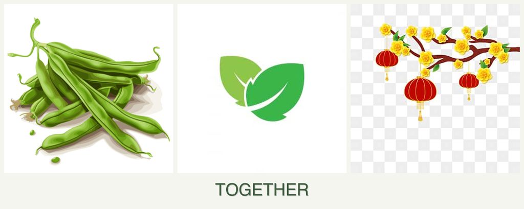 Can you plant beans, mint and apricots together?