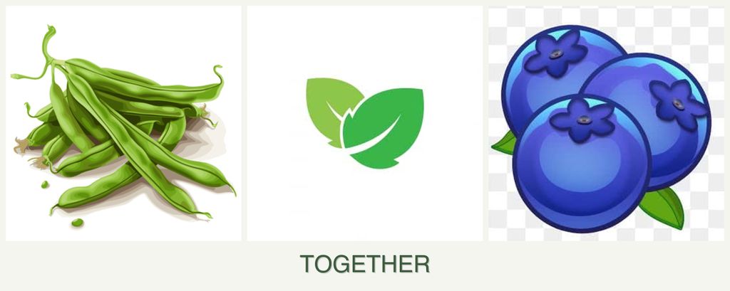 Can you plant beans, mint and blueberries together?