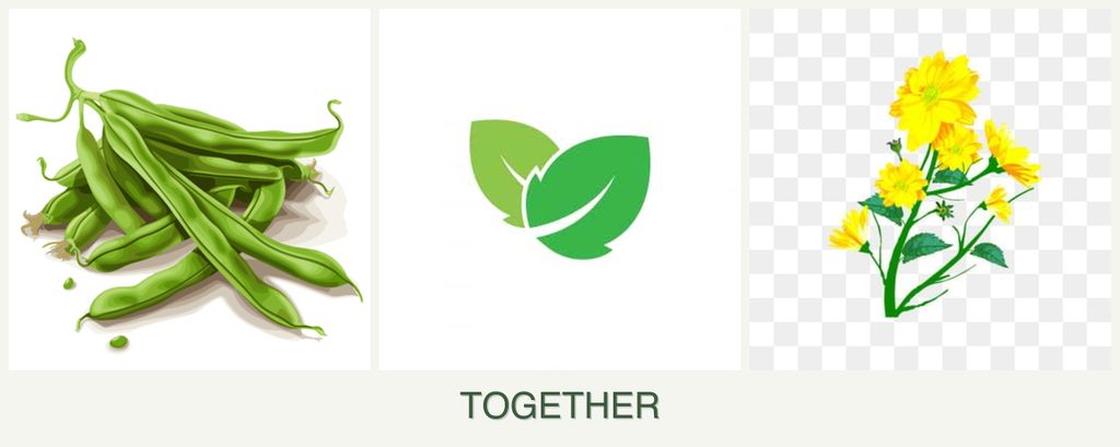 Can you plant beans, mint and calendula together?
