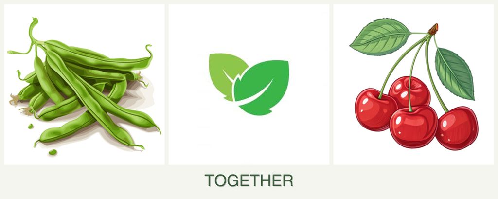 Can you plant beans, mint and cherries together?