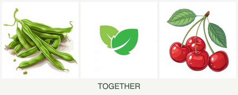Can you plant beans, mint and cherries together?