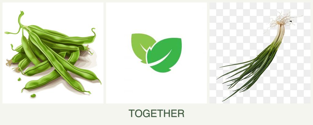 Can you plant beans, mint and chives together?