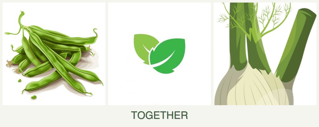 Can you plant beans, mint and fennel together?