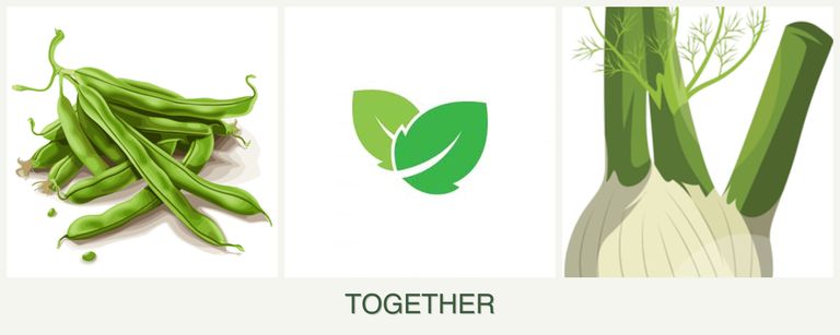 Can you plant beans, mint and fennel together?