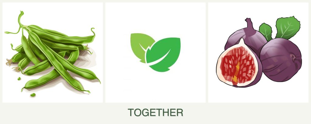 Can you plant beans, mint and figs together?