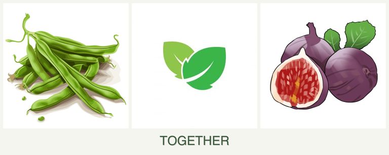 Can you plant beans, mint and figs together?