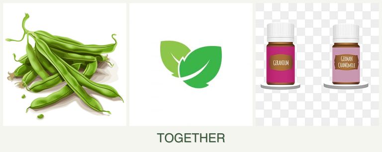 Can you plant beans, mint and geraniums together?