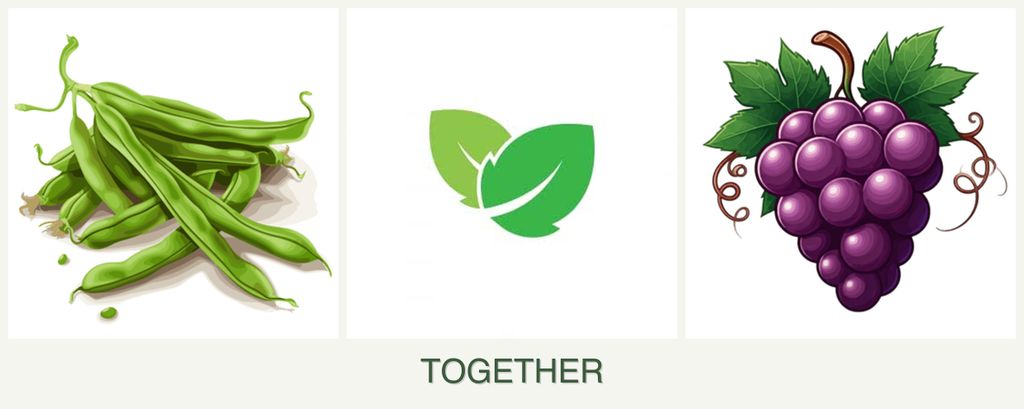 Can you plant beans, mint and grapes together?