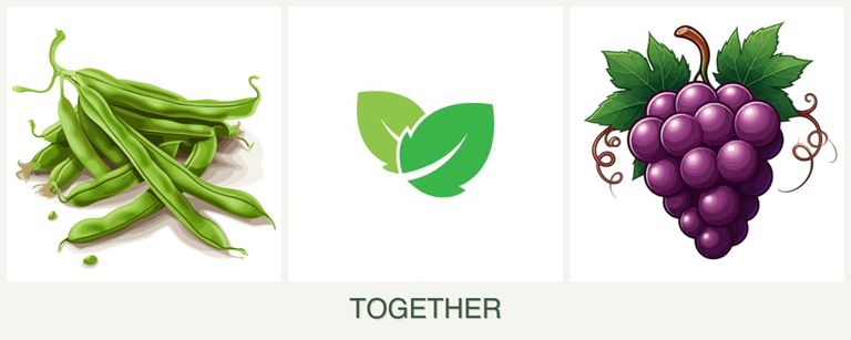 Can you plant beans, mint and grapes together?