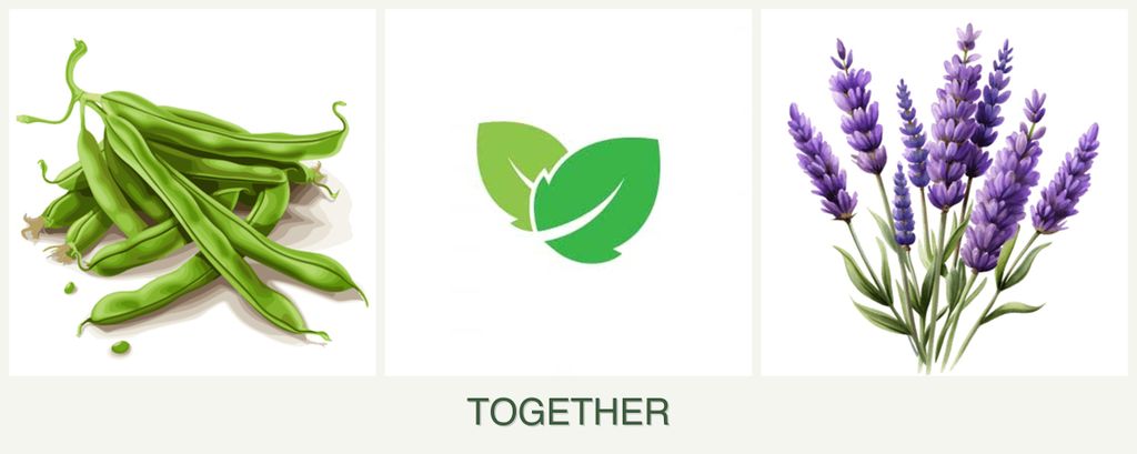 Can you plant beans, mint and lavender together?