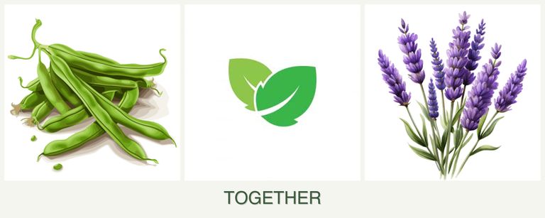 Can you plant beans, mint and lavender together?