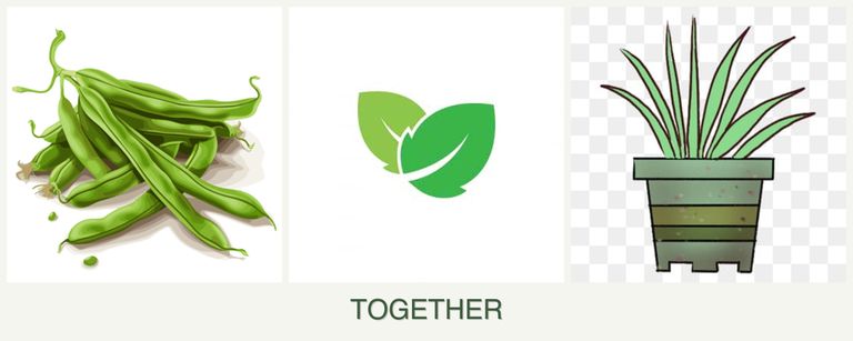 Can you plant beans, mint and lemongrass together?