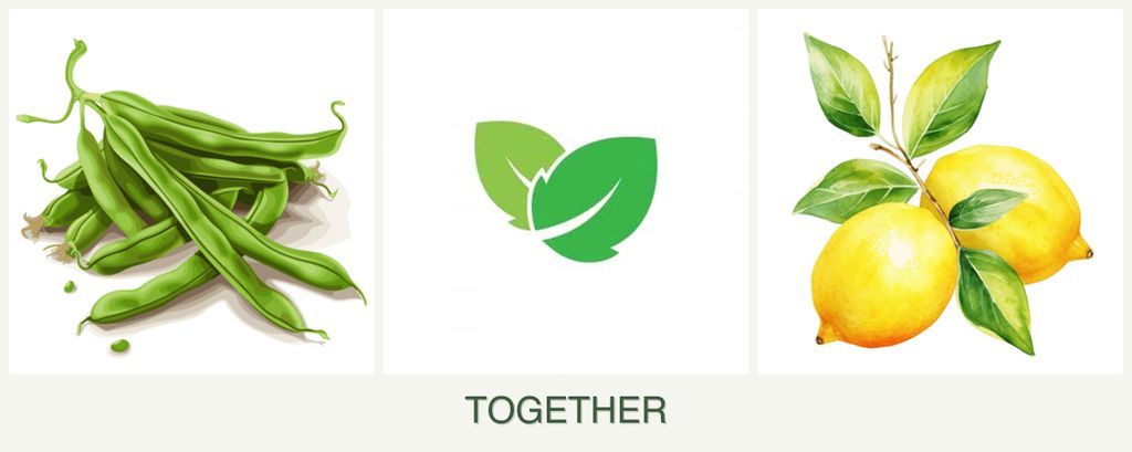 Can you plant beans, mint and lemons together?