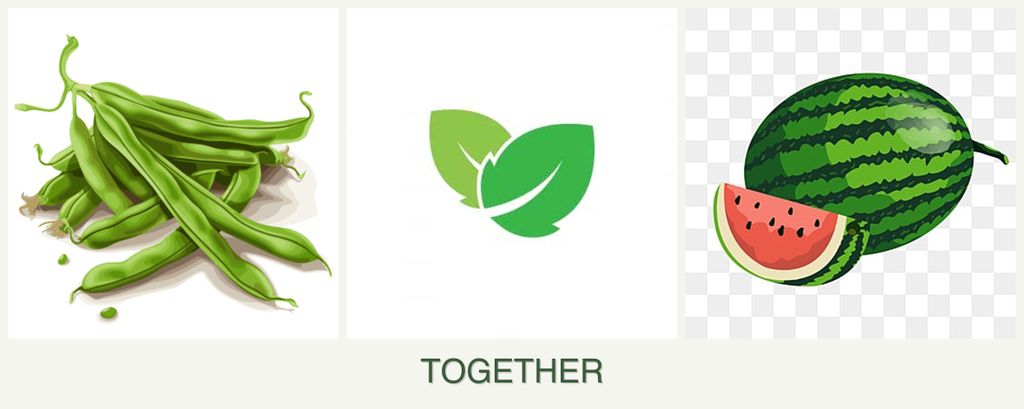 Can you plant beans, mint and melons together?
