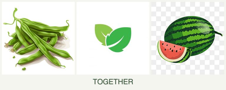 Can you plant beans, mint and melons together?