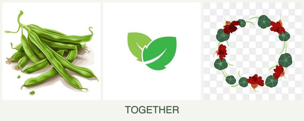 Can you plant beans, mint and nasturtiums together?