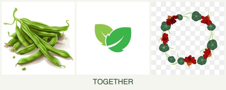 Can you plant beans, mint and nasturtiums together?