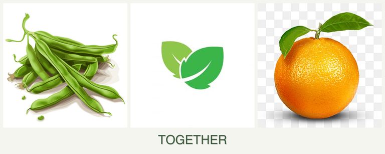 Can you plant beans, mint and oranges together?