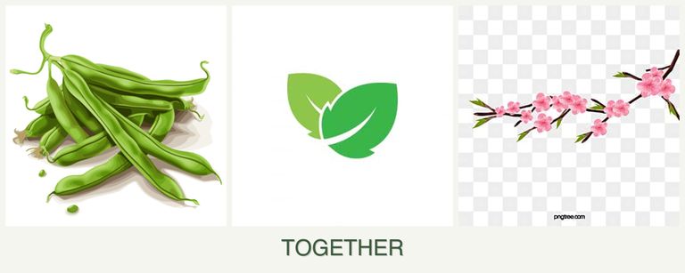 Can you plant beans, mint and peaches together?