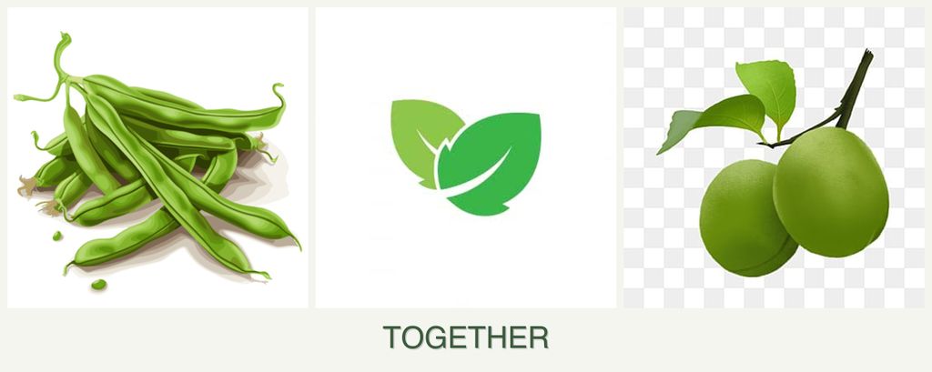 Can you plant beans, mint and plums together?