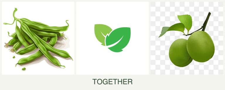 Can you plant beans, mint and plums together?