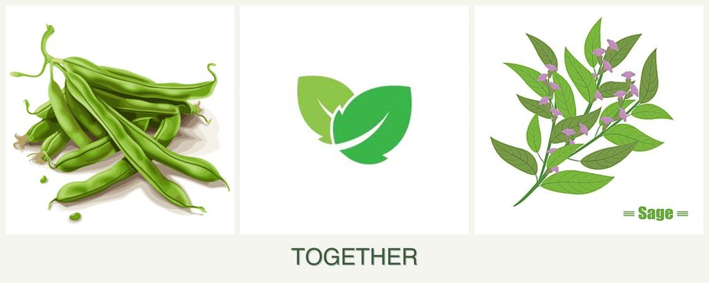Can you plant beans, mint and sage together?
