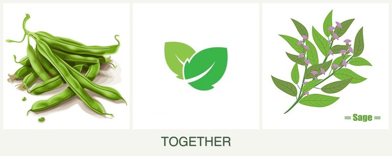 Can you plant beans, mint and sage together?