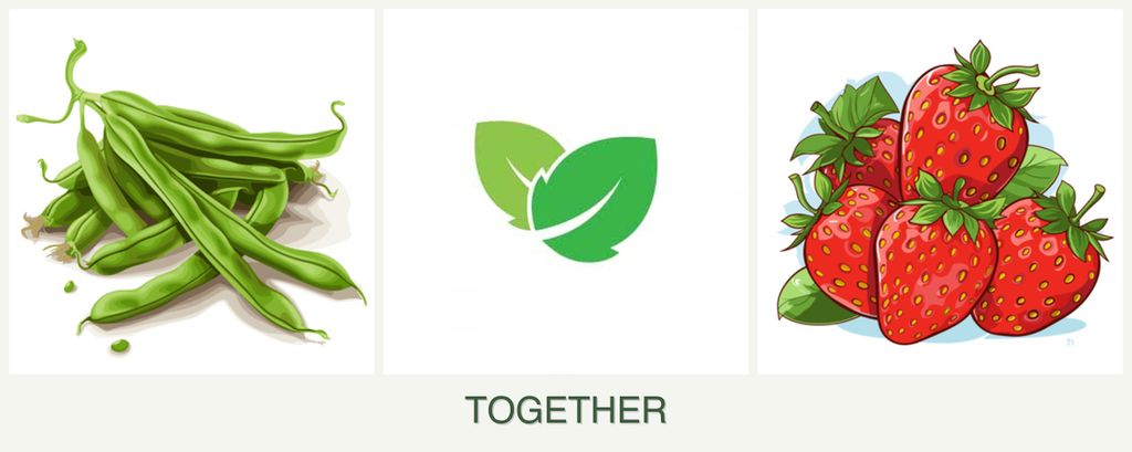 Can you plant beans, mint and strawberries together?