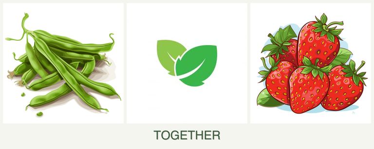 Can you plant beans, mint and strawberries together?