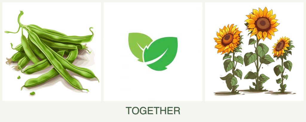 Can you plant beans, mint and sunflowers together?