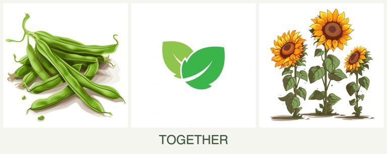 Can you plant beans, mint and sunflowers together?