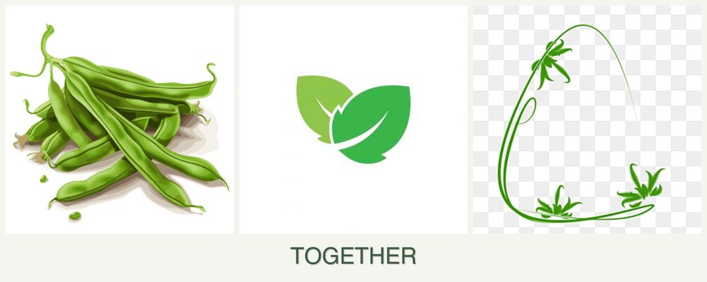 Can you plant beans, mint and tarragon together?