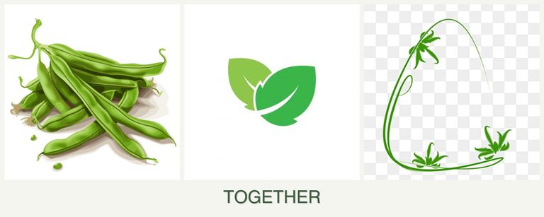 Can you plant beans, mint and tarragon together?